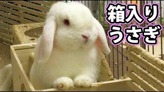 【みるうめ】おもちゃあげたら目の色変えたｗ【赤髪のとも】