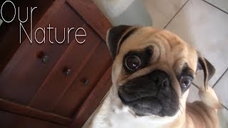 Hugs'n'Pugs! Funniest Pugs Compilation 2018