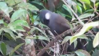 Black-throated Laughingthrush (Garrulax chinensis)