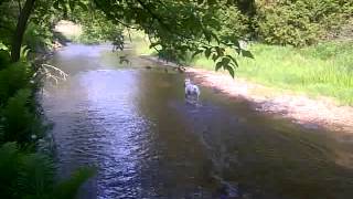 Dogo in the River