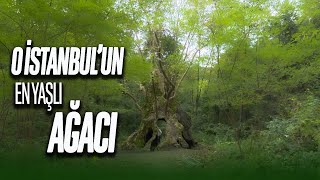 İSTANBUL'UN EN YAŞLI AĞACI