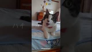 歌う猫。 #youtube #cat #ねこ人気急上昇 #猫のいる暮らし #可愛い動画 #猫好きさんと繋がりたい #ねこの動画 #オススメ #ねこ #ハチワレ