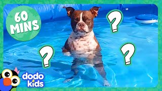 Splash Dog Gets A Mystery Gift, And More Incredible Animals! | Dodo Kids | 1 Hour Of Animal Videos