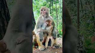 Monkeys, Baby monkey videos #BeeLeeMonkeyFans #Shorts 157