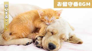 犬も音楽でリラックス｜犬が寝るように設計されているBGM【お留守番】