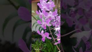 Orchid.. || violet beauty.. |#shorts #youtubeshorts #orchids