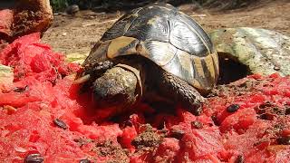 Tortoise In Watermelon Heaven