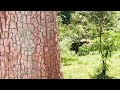 ചിന്നം വിളിച്ചു പേടിച്ചോടുന്ന കാട്ടാന running wild elephant kerala forest