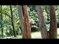 ചിന്നം വിളിച്ചു പേടിച്ചോടുന്ന കാട്ടാന running wild elephant kerala forest