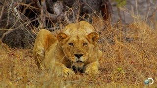Chasing Off a Lion | Man, Cheetah, Wild