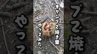 【キャンプで焼き栗🌰やってみた】キャンプ場に着いたら一面栗だらけ👀✨『焼いて食べてみようかなぁ🤔』遊び心に火がついて❤️‍🔥やってみた。#ソロキャンプ女子   #焼き栗 #camping