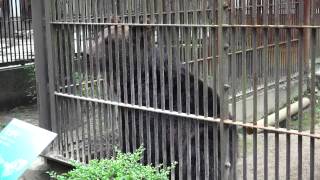 愛媛県立　とべ動物園　5/17　クマ　EHIME Tobe -Zoo 　2014/07/06