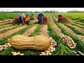 How Farmers Harvest Millions of Tons of Peanuts and Process Them into Cooking Oil and Butter