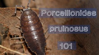 How to care for Porcellionides pruinosus