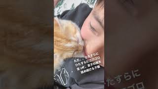 ただ、ひたすらに口周りを舐め続ける子猫が愛おしい　#猫 #スコティッシュフォールド #cat #子猫