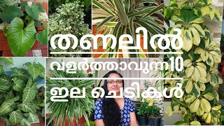 Best 10 Shade loving plants/ തണലിൽ വളർത്താവുന്ന 10 ഇലചെടികൾ