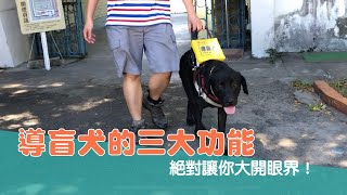 【惠光小學堂#7】導盲犬的三大功能 絕對讓你大開眼界！