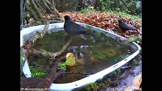 Blaumeise badet, Amseln streiten sich, Buchfink da (13.11.2024)