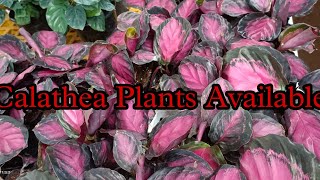 Calathea പ്ലാന്റ്സ് 70 രൂപ മുതൽ😍|#calathea|Zahar Gardens|