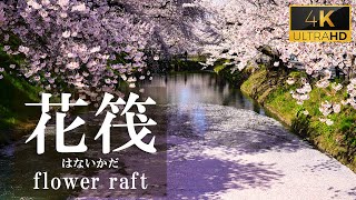 [4K]【日本一の桜】花筏(はないかだ)、花吹雪、弘前公園桜まつり。