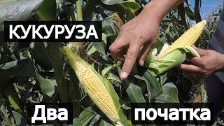 Сладкая кукуруза дает 2 хороших початка. Мнение фермера. Анджей и Свит Вондер