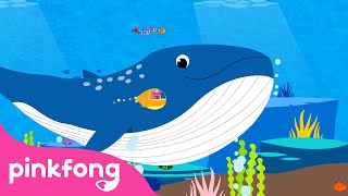 Baleia Azul | Canções de Animais | Pinkfong Canções para Crianças