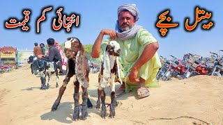 Latest Rates Of Beetal Goats Baby Kids In Bkra Mandi SahiwaL