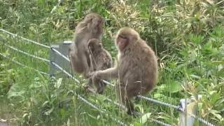 野生のサルとの遭遇　Wild Japanese Macaques