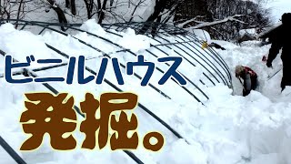 ビニルハウスを発掘する【ぐるりの暮らし】#127　豪雪地帯では何もかもが雪に覆われていきます。2月末にはビニルハウスを掘り出して育苗準備を始めなければなりません。