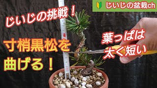 Grandpa's Challenge! [Aim to mini bonsai! 】sunshou black pine. with telop