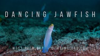 Dancing Jawfish (Diving with Yellow Head Jawfish at Palm Beach)