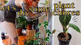 Repot philodendron el choco red, staking plants, update on plants outside, watering | Plant Chores