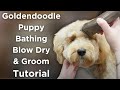 Bathing, Blow Drying, and Trimming a Doodle Puppy | At Home Dog Grooming Tutorial