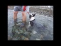 『クロの海水浴』ボストンテリア boston terrier