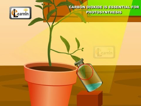 Is carbon dioxide needed for photosynthesis?