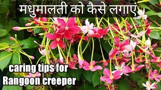 Rangoon Creeper Care || मधुमालती की सम्पूर्ण जानकारी, कैसे लगाए और कैसे खाद दे