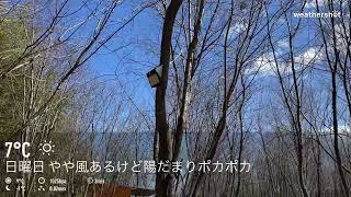 今日のおいらの森の天気 2023年2月26日 日曜日 晴れ 北風少々