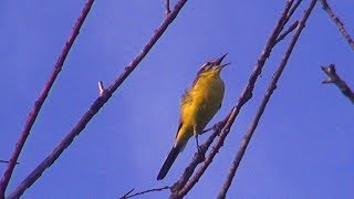 Птицы Жёлтая трясогузка Birds Yellow Wagtail