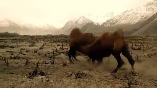 Amazing fighting! Bactrian Camel vs Bactrian Camel Camels Gone Crazy