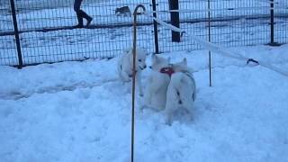 2014.2.9 三世代の北海道犬・大雪翌日の芦花公園ドッグラン２