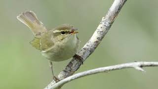 Suara Burung Cikrak Kutub (Arctic Warbler)