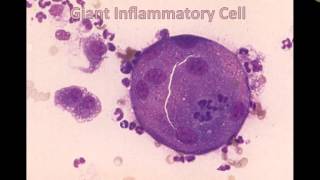 Inflammatory cells (Veterinary Technician Education)