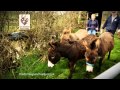 The Donkey Sanctuary