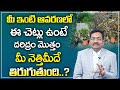 BVSS Reddy : Do not grow such plants || Best Home Vastu Tips || Vedic Mahavastu || M Qube