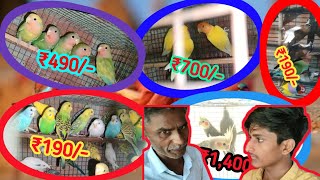 Exotic Birds Wholesaler in Azamgarh || इससे सस्ता कोई नहीं दे सकता ||