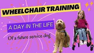 Wheelchair Training | Future Service Dog