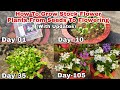 How To Grow Stock Flower Plants From Seeds With Updates Till Flowering