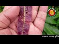 gourmoti agro farm । আম গাছের নতুন কচিপাতা কাটা পোকা উইভিল