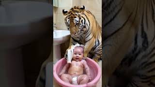 Tiger gives baby a bath