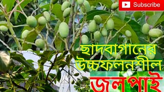 থাই উচ্চফলনশীল জলপাই ছাদে #জলপাই #olive #olivertree #rooftop #gardening